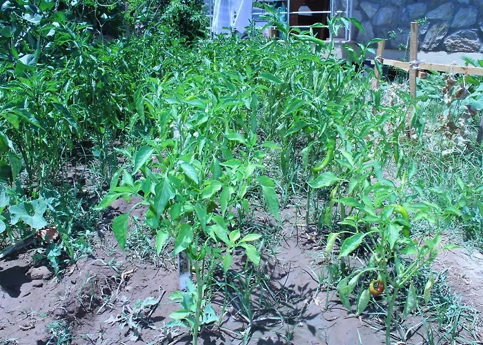 Aparthotel Deniz Apart