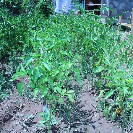 Apartahotel Deniz Apart