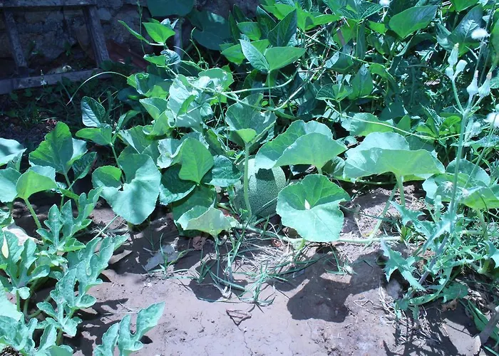 מלון דירות Deniz Apart פלמוטבוקו